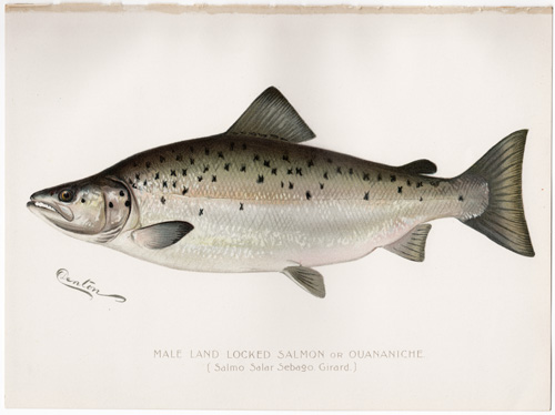 MALE LAND LOCKED SALMON or OUANAICHE Denton fish lithograph from 1897